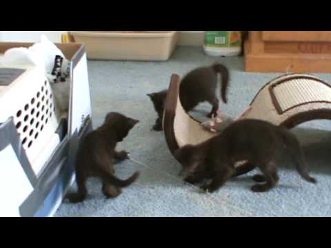 Havana Brown kittens