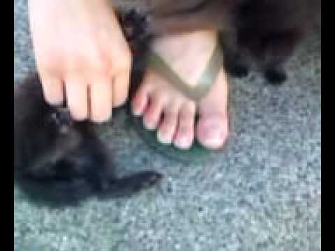 small cute kitten(Havana Brown)