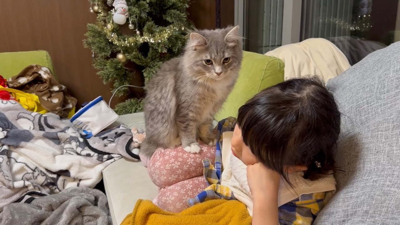 甘えたくて何度も近寄る猫　サイベリアンThe cat approaches again and again. Siberian