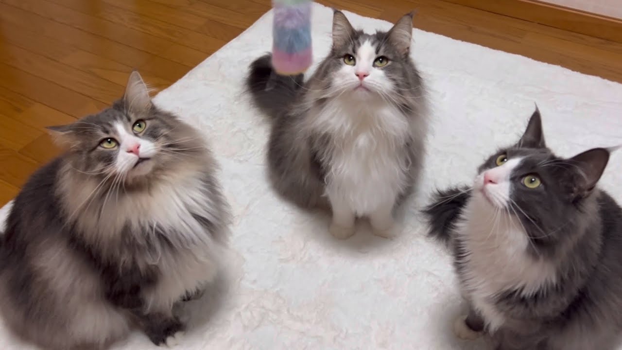 【元気‼︎】もふ猫たちと猫じゃらしで遊んでみた♡ノルウェージャンフォレストキャットとターキッシュアンゴラ