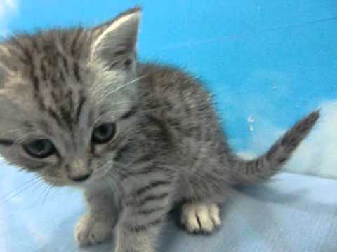 12987 ｱﾒﾘｶﾝｵｼｷｬｯﾄ ﾜﾝﾗﾌﾞ ﾍﾟｯﾄｼｮｯﾌﾟ 東京都 千葉県