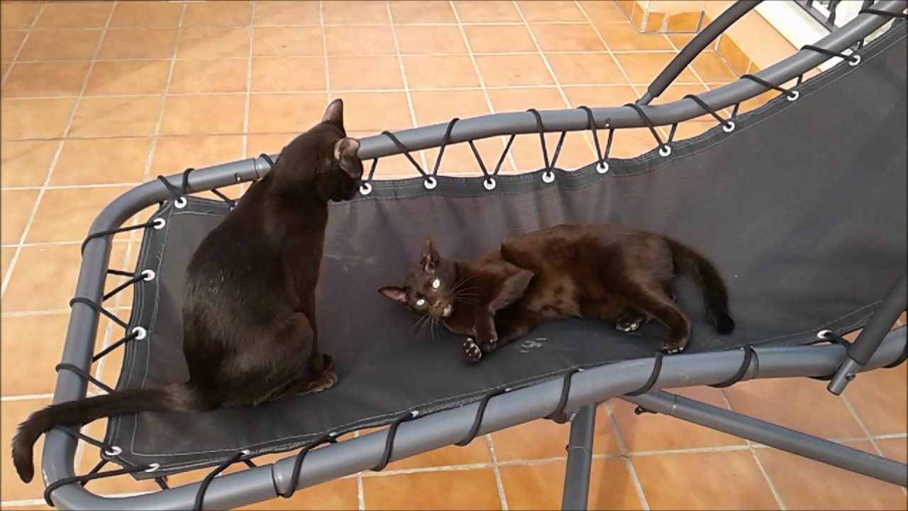 Havana Brown Cats Gauderic & Tikhon