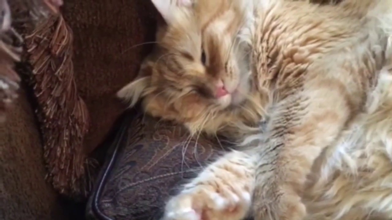 Winston the Manx "Happy Cat Nap"