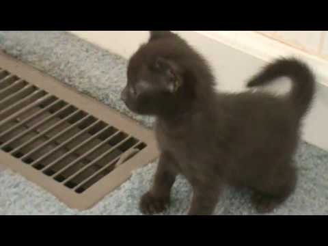 Havana Brown Kittens