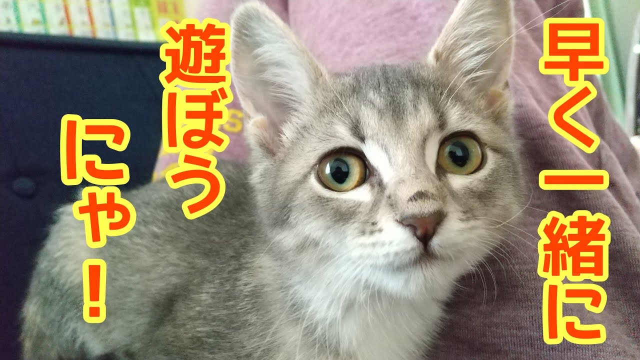 【遊ぶ!!】るるちゃんがお父さんとひたすら遊びます♪【アメリカンカールの立ち耳猫るるちゃん】