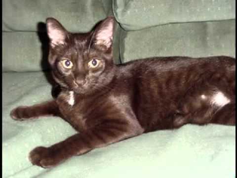 Havana Brown cat