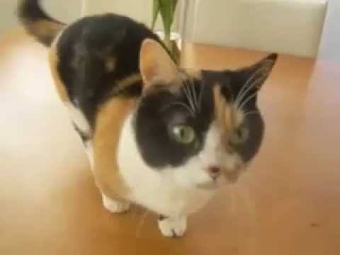 猫動画 短足マンチカンのなっちゃん 日本猫ねここ まったりモーニング munchkin cat movie