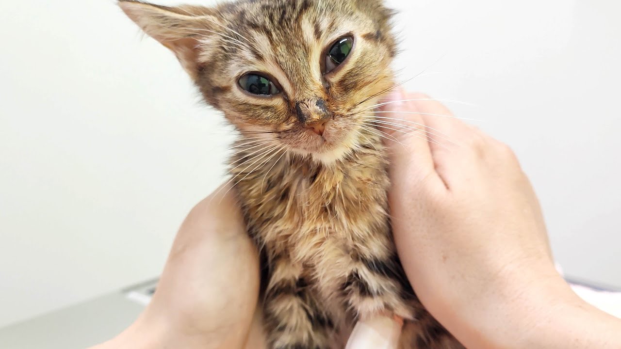 ケトアシドーシスで緊急入院した子猫。ふみふみと甘えてくるまでに回復しました。
