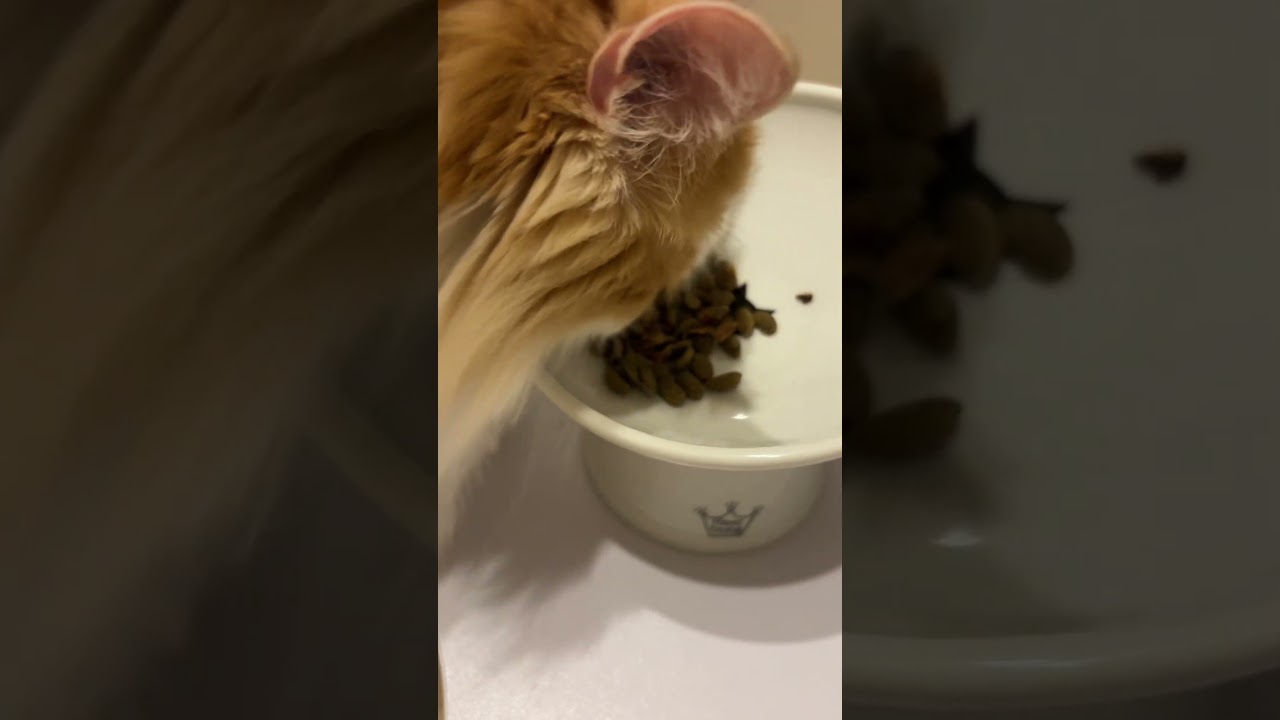 食いしん坊さん　#cat #ragamuffin #ねこ #ラガマフィン #猫のいる暮らし