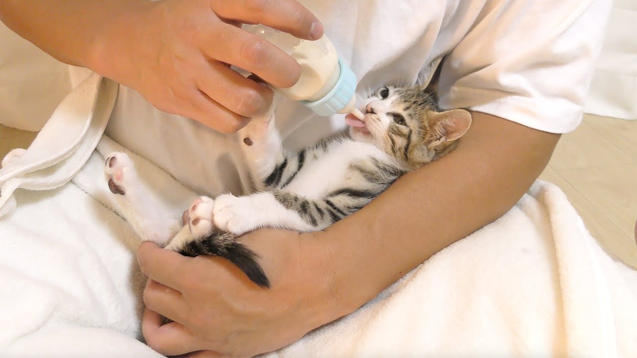 子猫に哺乳瓶でミルクを飲ませてみたら大喜びしてこうなっちゃいましたw