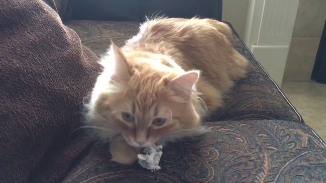Winston the Fetching Manx
