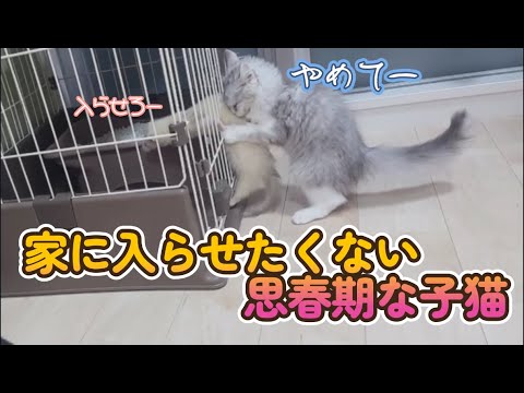 【猫動画】子猫にもプライベートがあるんです