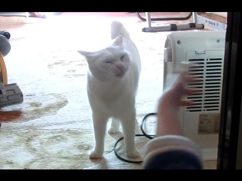 猫がかわいいので、往復ビンタをしてみた｜I will slap the cat.