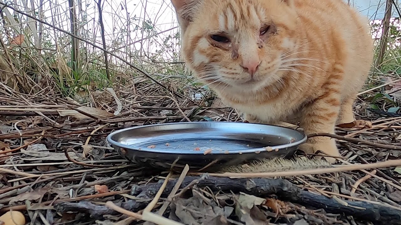 目を怪我している茶猫がバクバク食べた。A brown cat with an injured eye ate it.   Vol.516