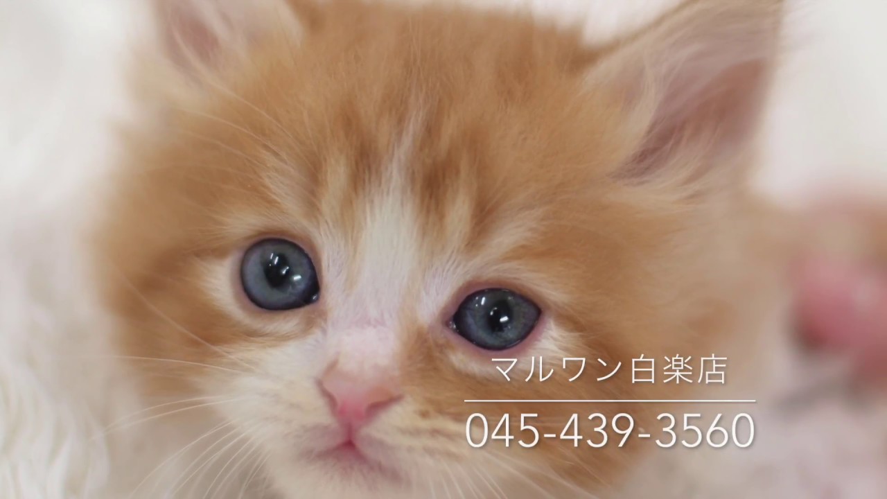 茜色の素敵なラガマフィン／マルワン白楽店