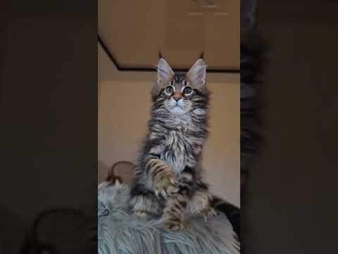 Ursus is a Maine Coon Marble With Gorgeous Eyes With Heterochromia