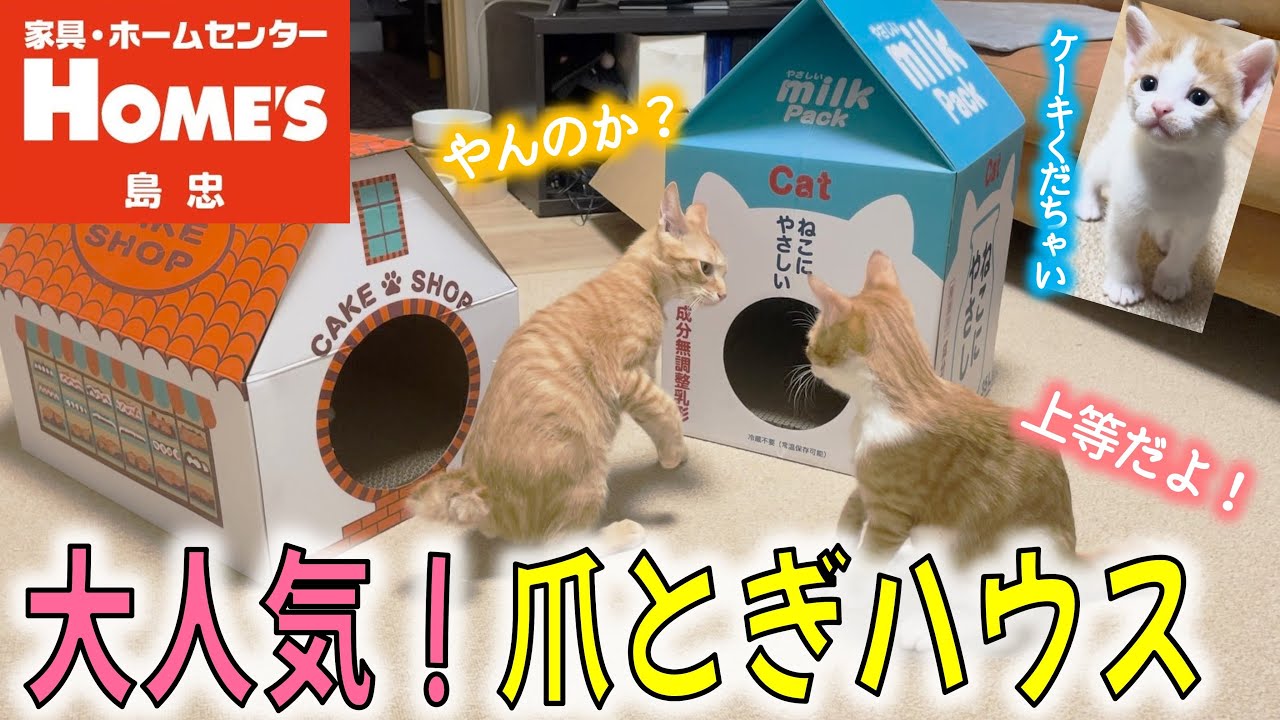 猫に人気のダンボールハウスを奪い合う子猫たち、そして黒猫みくり…！【爪とぎハウス】
