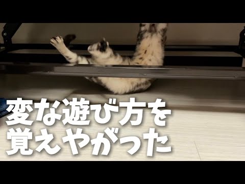 ベッドの下で宙吊りする猫