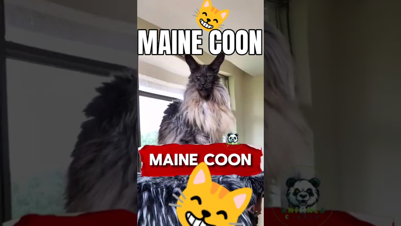 MaineCoons Cat breed😸: The Gentle Giants of the Cat World