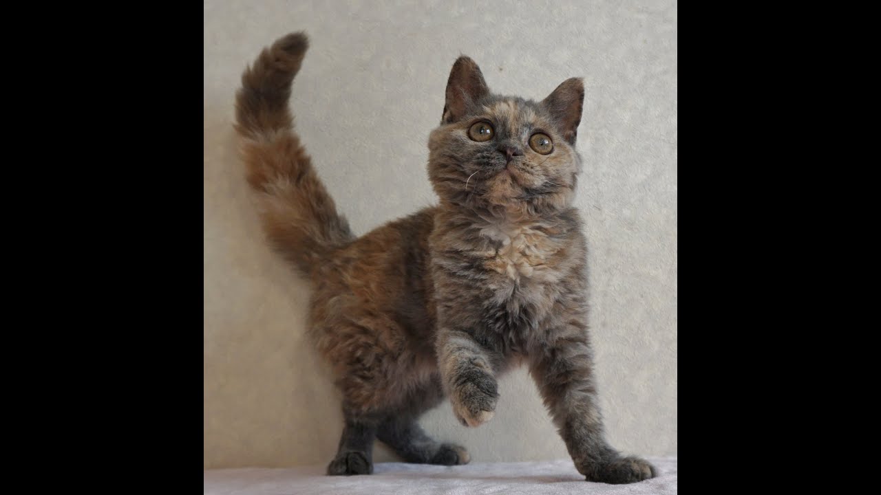 セルカークレックス子猫　2024.2.28産まれ 　ブルークリーム　　女の子　Selkirk Rex　シーダキャット猫のお店