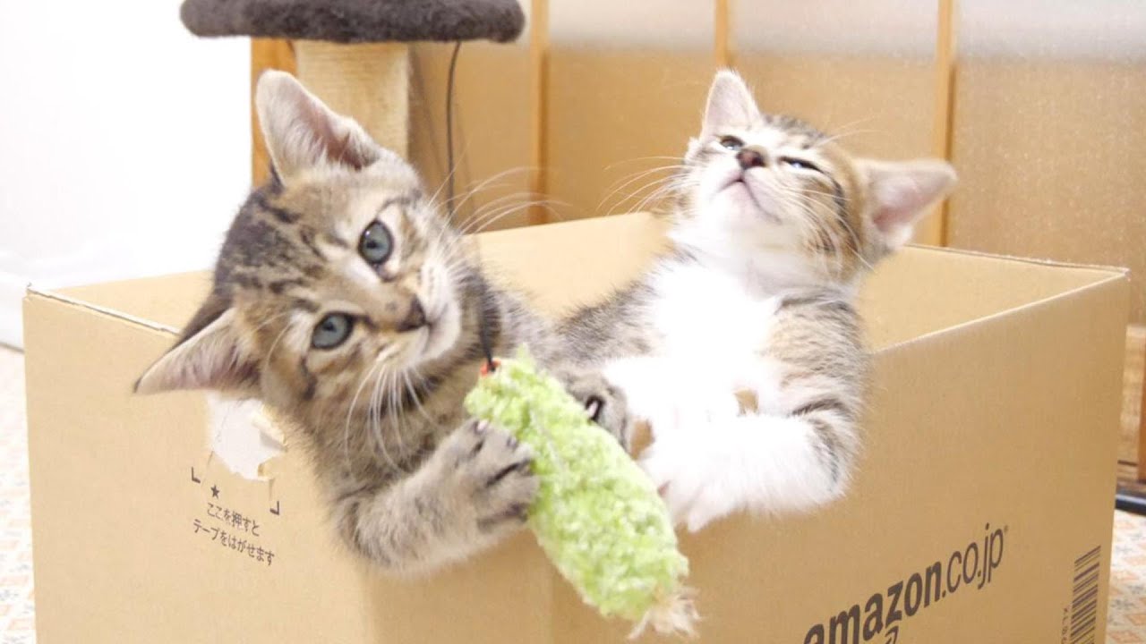 子猫は大ジャンプで箱に飛び込みました【赤ちゃん猫　保護猫】