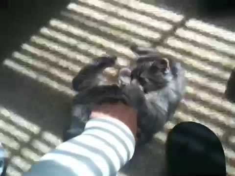 Bugatti my 3 month old Cymric  Manx