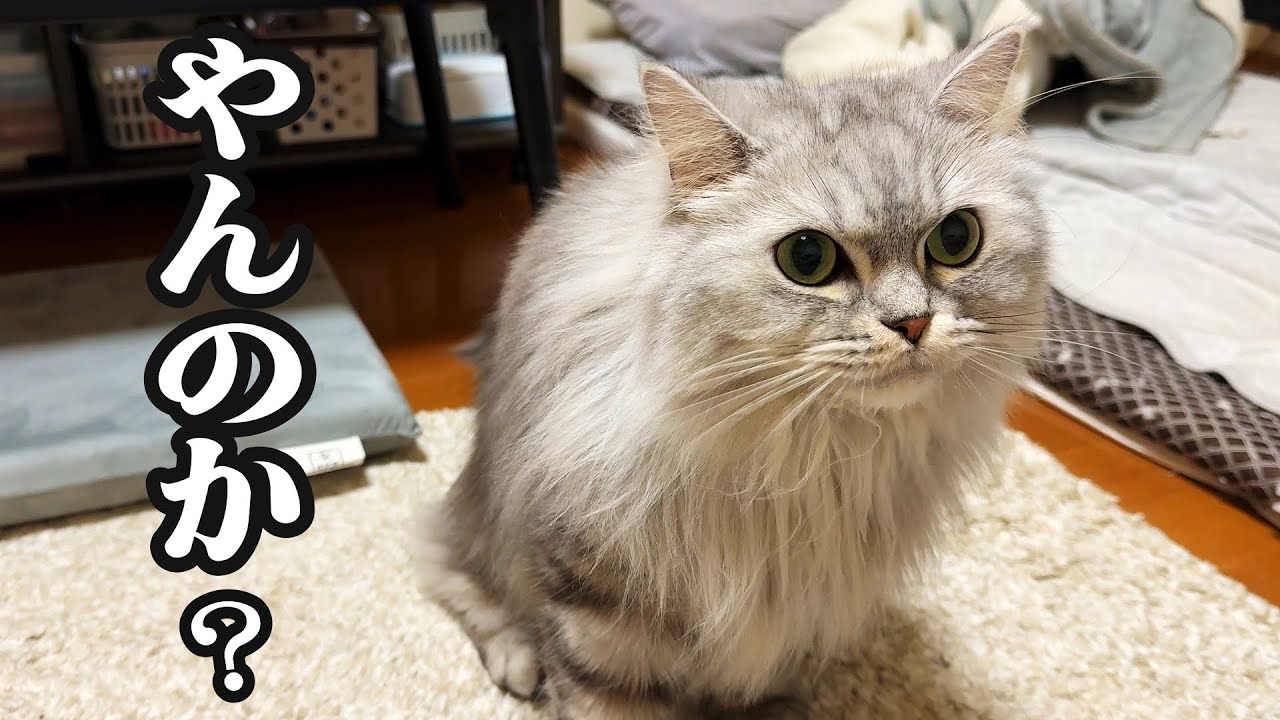 仲が良いのか悪いのか分からない猫と父さん【マンチカン】