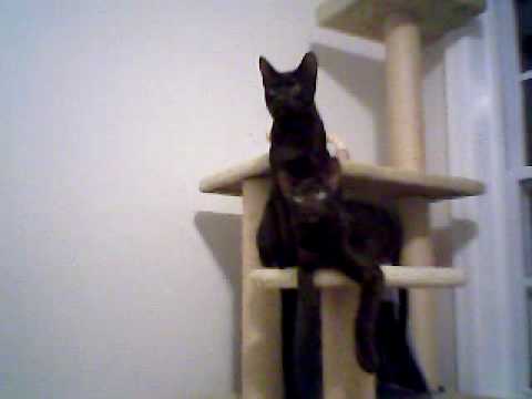 Havana Browns on Cat Tree