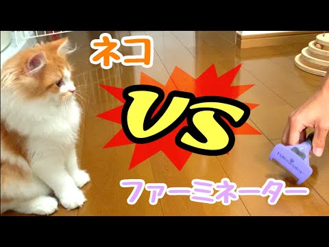 ファーミネーターを買ったのでラガマフィンの子猫にブラッシングしてみました！