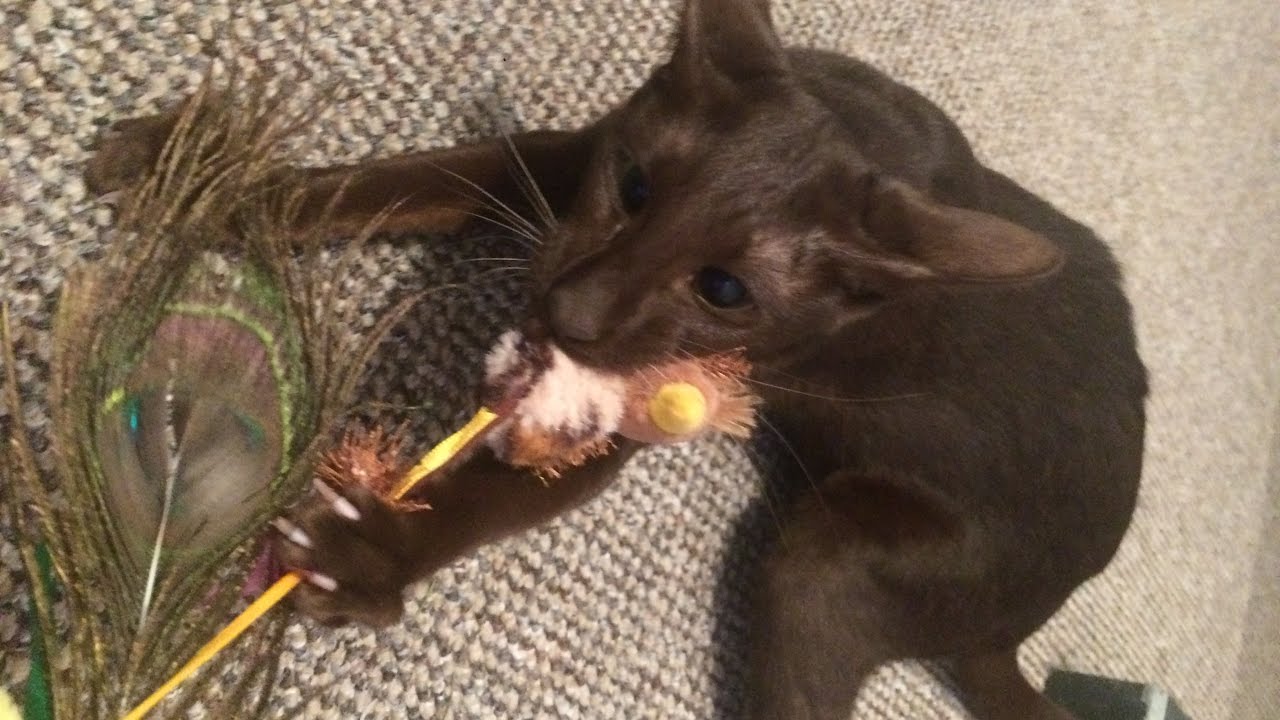 Cat Meowing