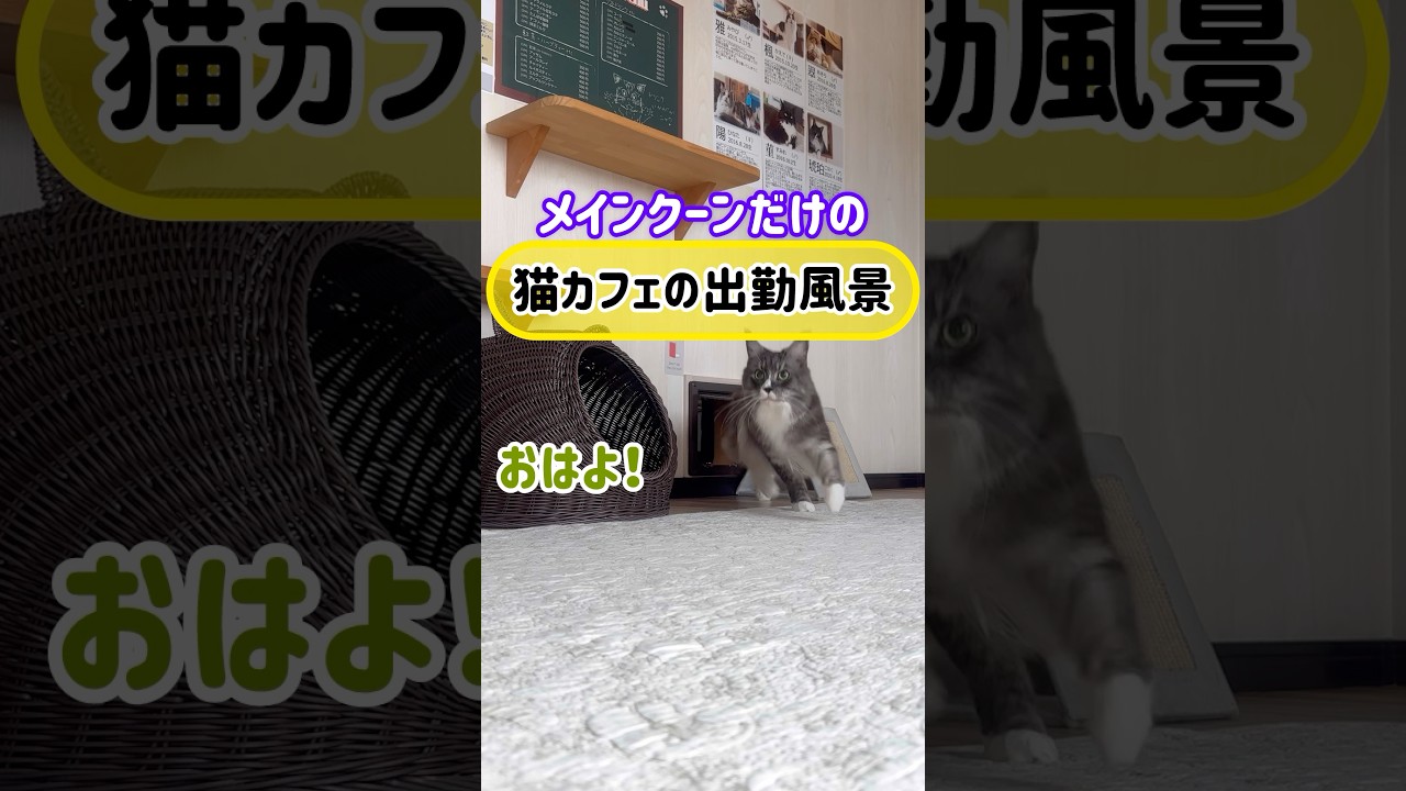 メインクーンだけの【猫カフェの出勤風景】#cat #cooncat #mainecat