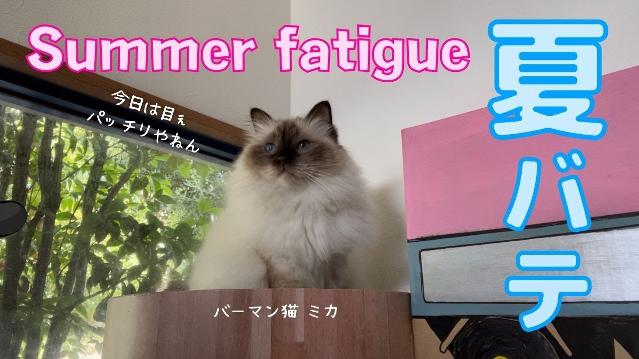 暑い日が続きますニャ【夏バテ】Summer fatigue（バーマン猫）Birman/Cat