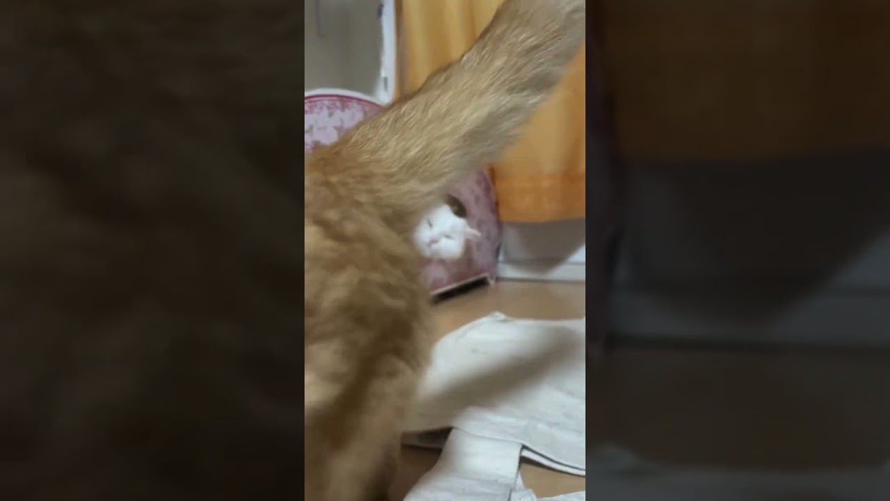 ラガマフィンななちゃん面白い姿ᓚᘏᗢ #shortvideo #cat #ラガマフィン #ねこ #猫のいる暮らし #マンチカン短足