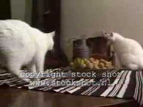 Manx Cat