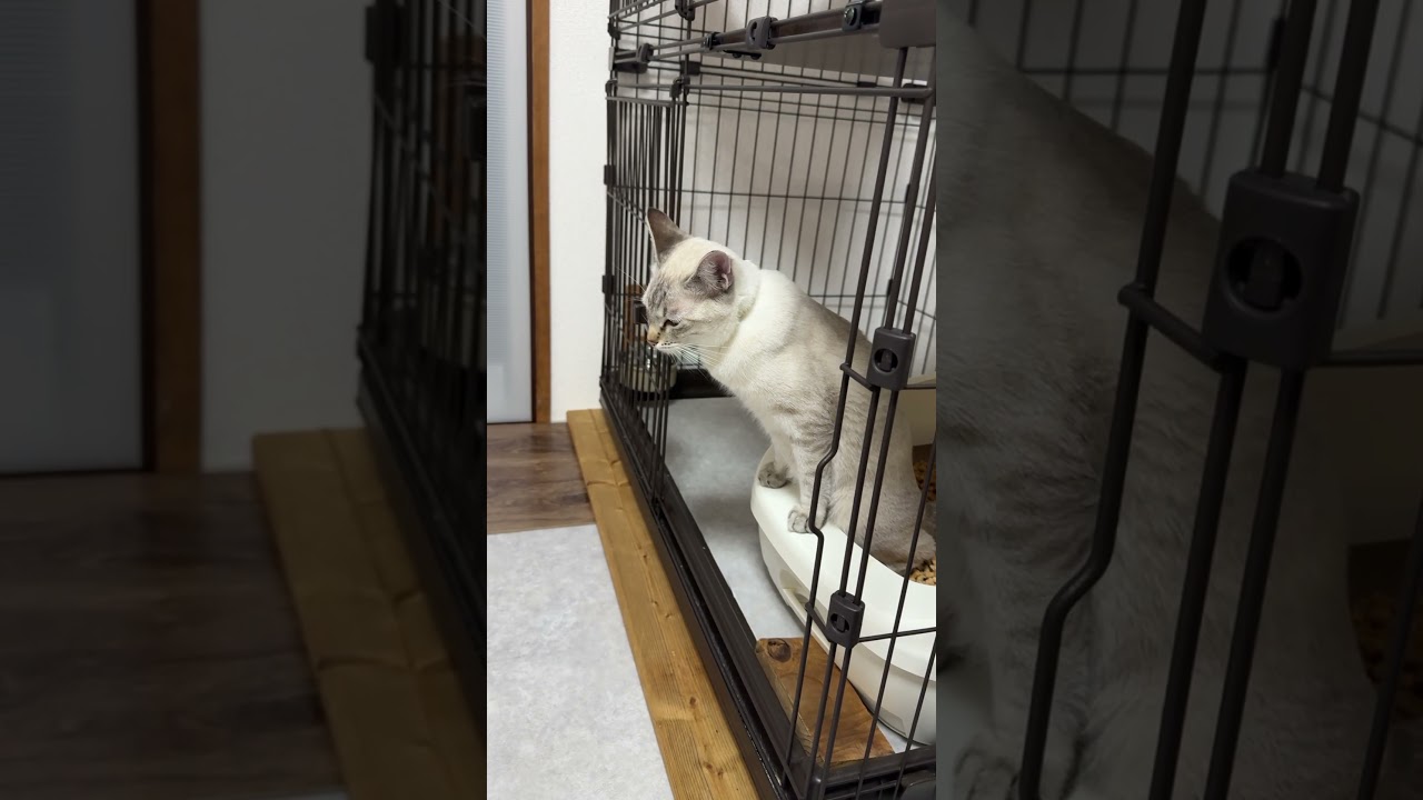 これが私のスタイルだ！　#元保護猫　#シャムトラ　#シャムミックス　#cat #猫耳 #kitten #シャムmix  #子猫 #猫耳