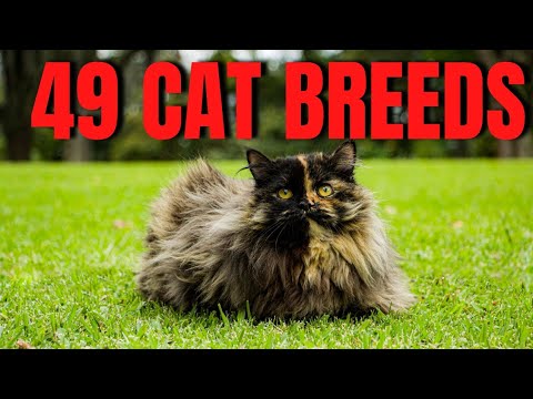 All Cat Breeds| All Cat Breeds List With Photos 2024| Cat Breeds Names| Pet Cat Breeds