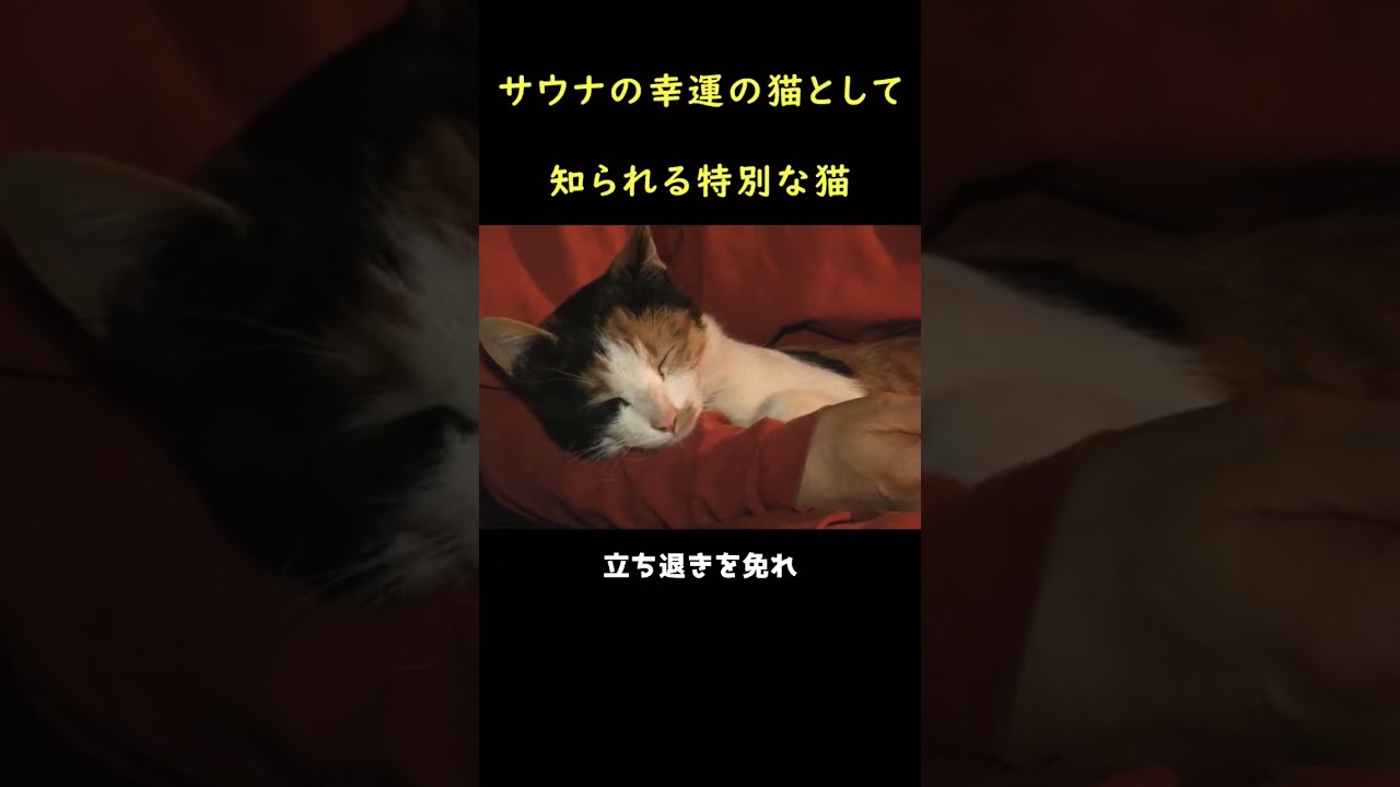 サウナが大好きな猫！
