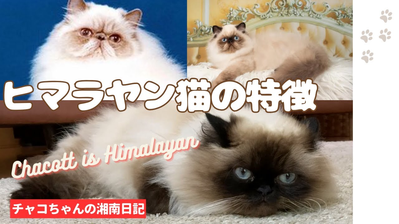 【猫との暮らし】チャコちゃんはヒマラヤン猫