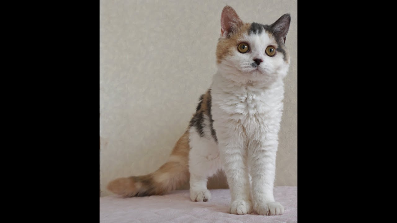 セルカークレックス子猫　2024.2.28産まれ 　ダイリュートキャリコ　パステル三毛　洋三毛猫　　女の子　Selkirk Rex　シーダキャット猫のお店