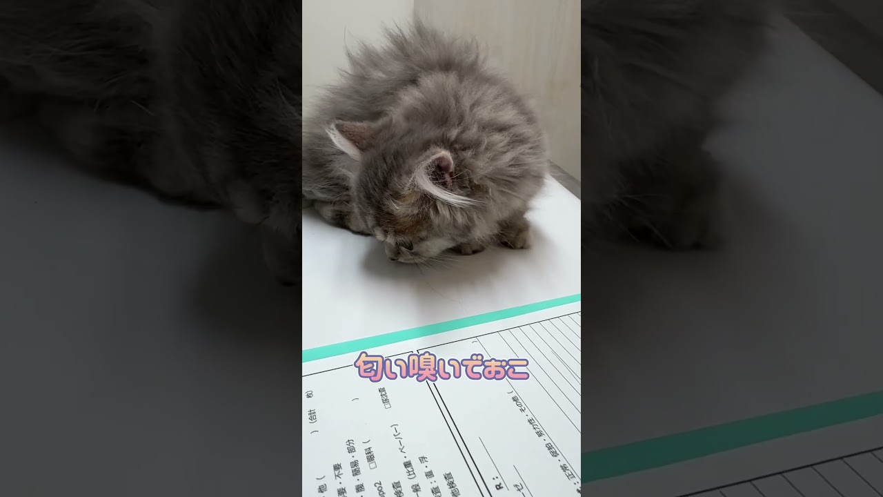 初めての場所で探検するマンチカン