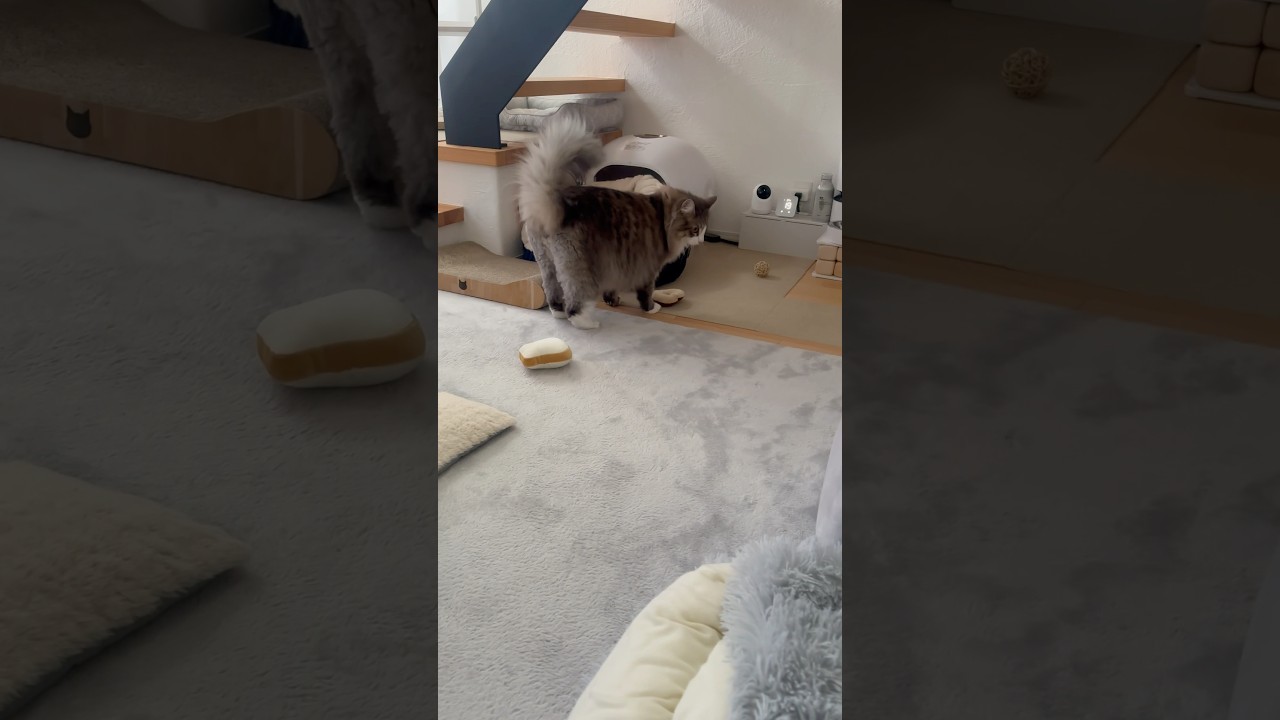 トリミングサロンでお尻の毛をカットしてもらいスッキリしました #サイベリアン #siberian #1歳8ヶ月 #cat #猫 #shorts