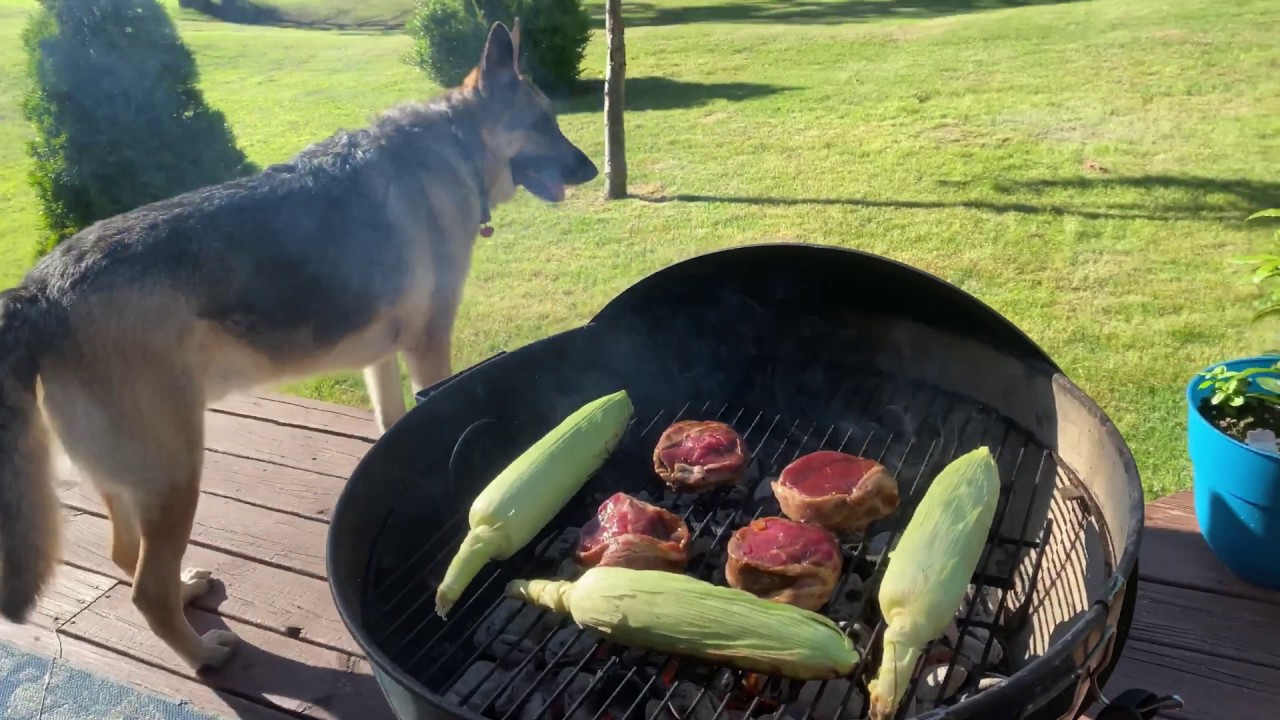 Cats & K9 Yummy Bites!