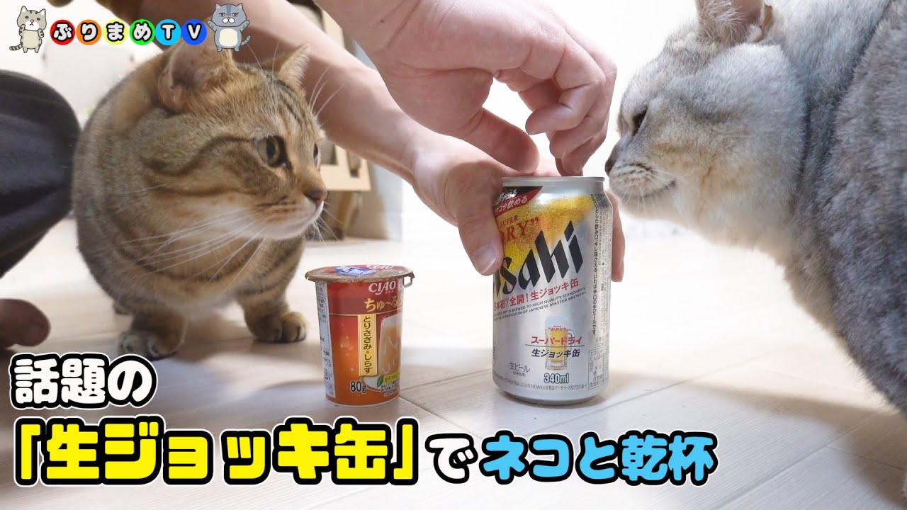 今、話題のアサヒ生ジョッキ缶でマンチカンと乾杯した話