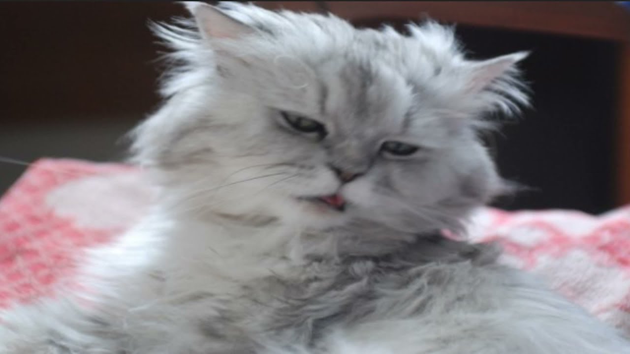 Cymric cat Compilation and Mix