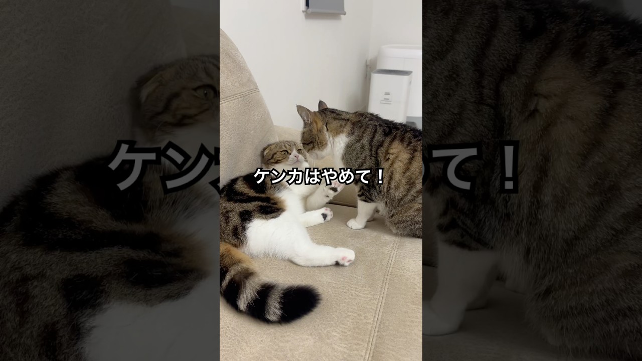 【スコティッシュフォールドスコ太郎】ケンカが始まる！？#スコティッシュフォールド #可愛い #猫のいる暮らし #猫のいる生活 #cat