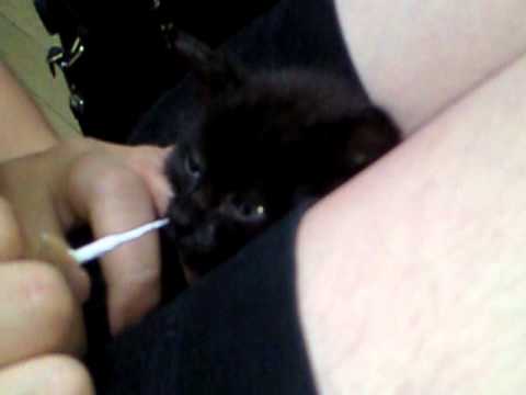 small cute kitten(Havana Brown)