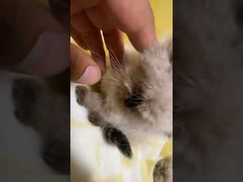 ヒマラヤン 三兄弟競争中　シールポイント