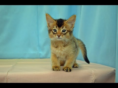ソマリ　NO.170606　ペットショップ『ヒラマツケンネル』　の子猫