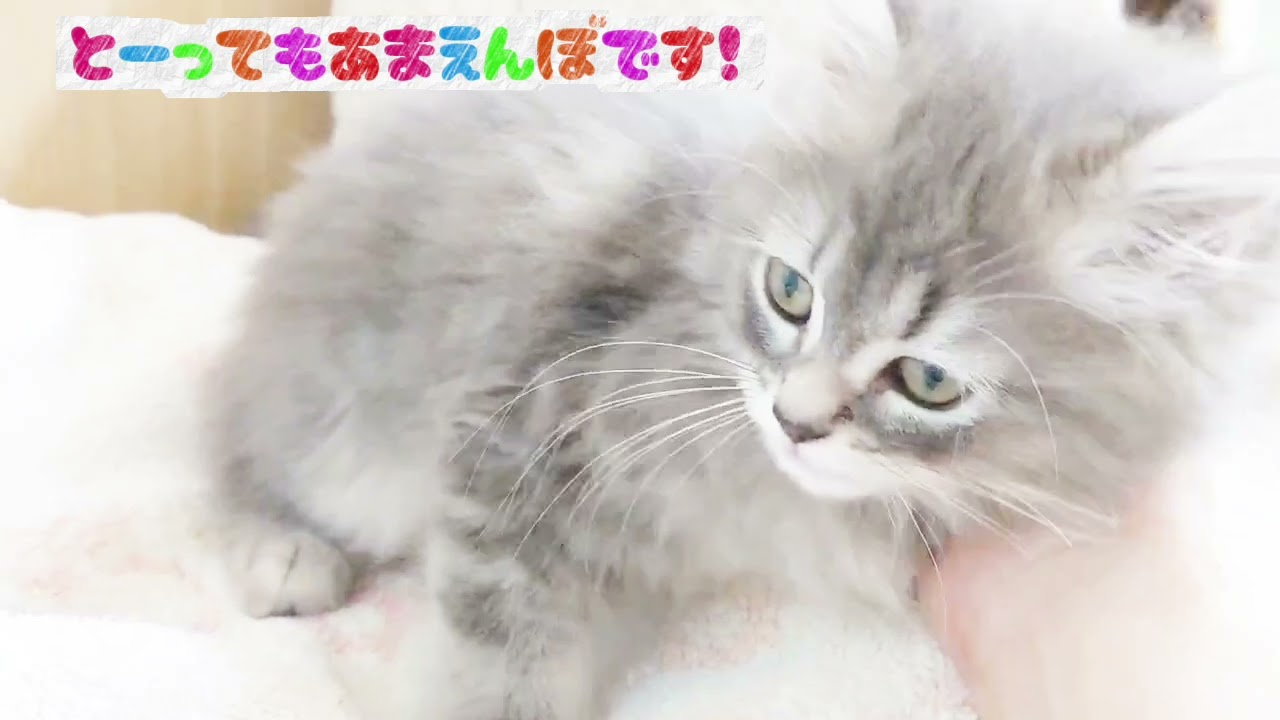 【サイベリアン】とってもあまえんぼ！