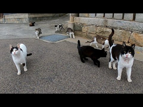 猫島の猫「もしかしてそれユーチューブ?出るニャン!」完全にカメラ慣れしている猫達